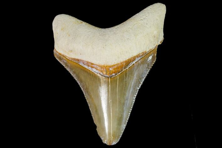 Serrated, Fossil Megalodon Tooth - Florida #110436